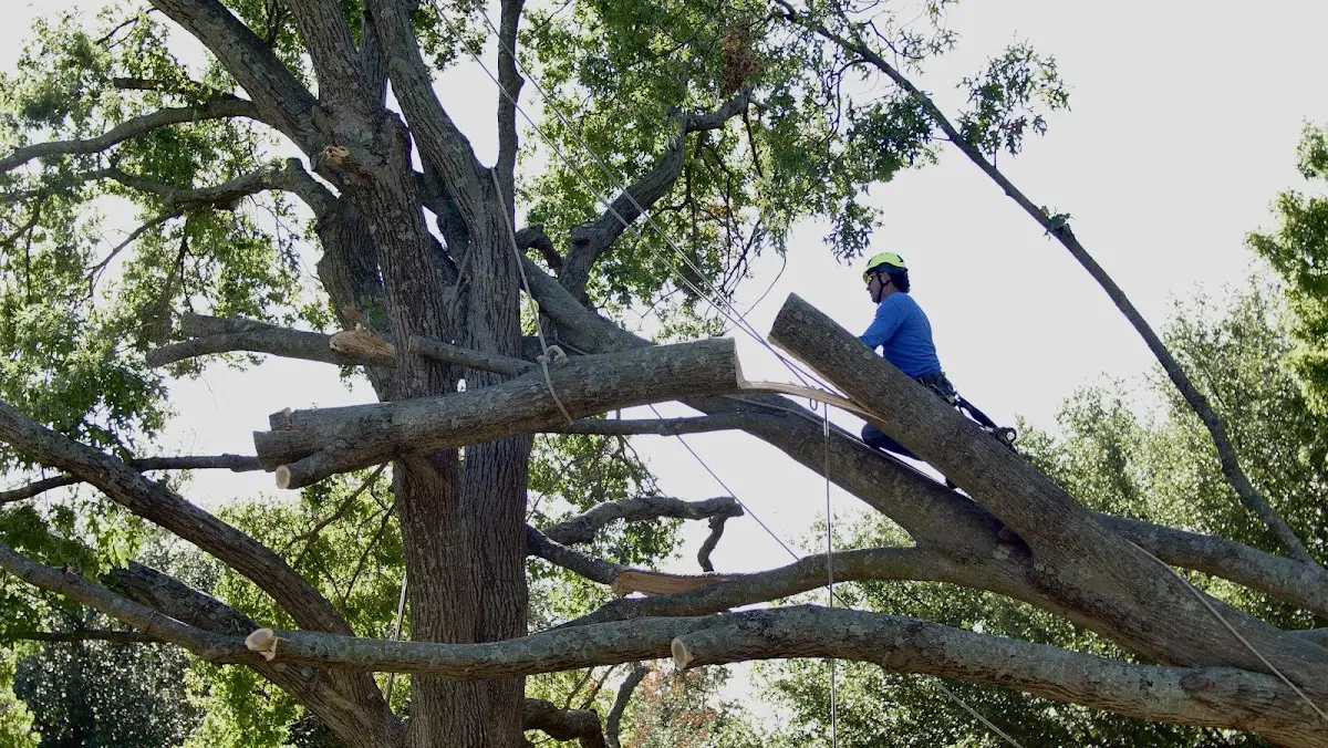 Professional Crown Thinning performed by certified arborists in Ridgely